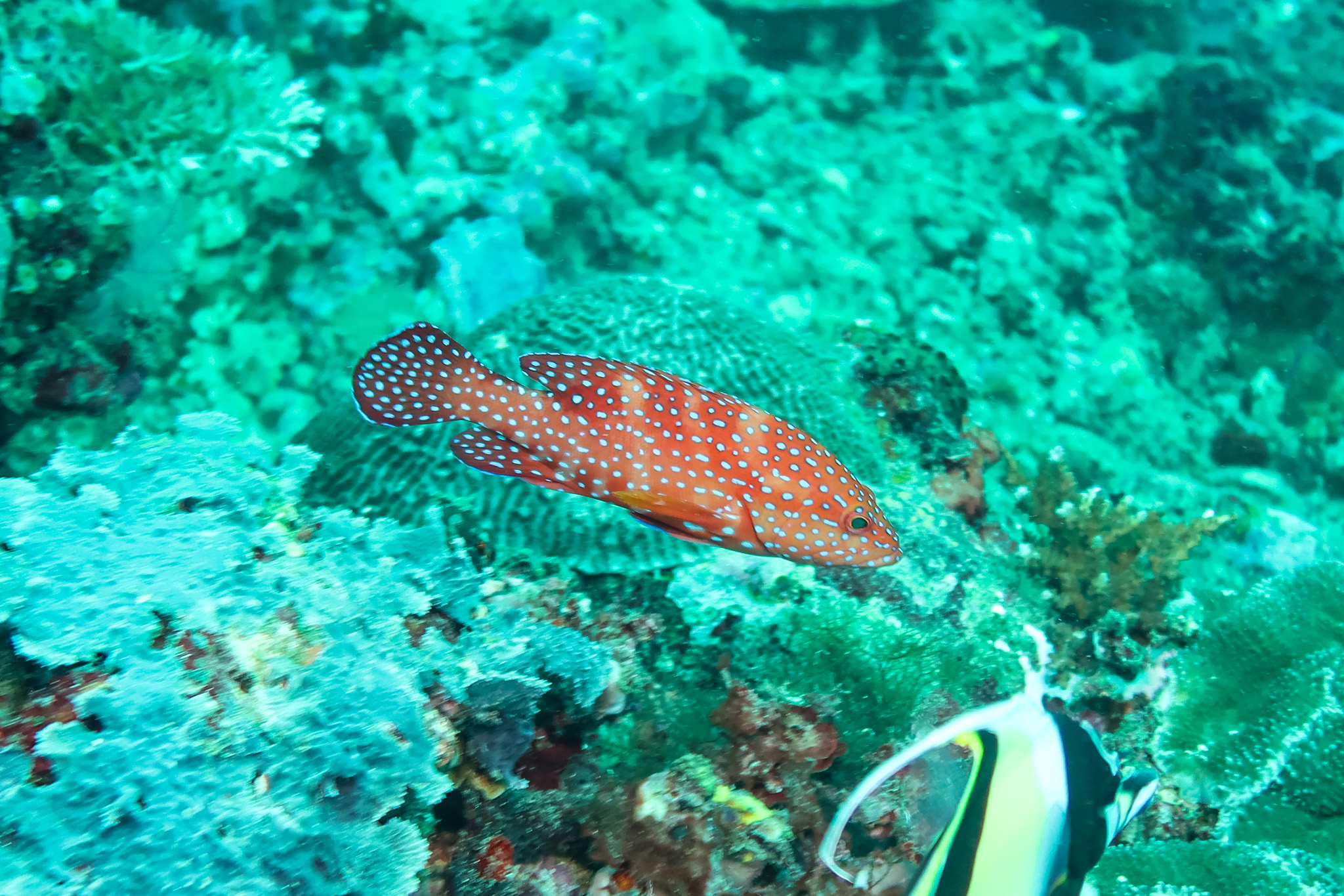 Coral Rockcod