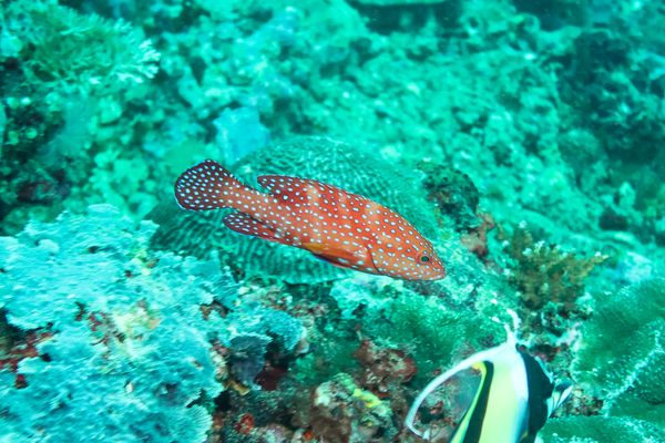 Coral Rockcod - Anilao - 12 June 2025 - Dive 1