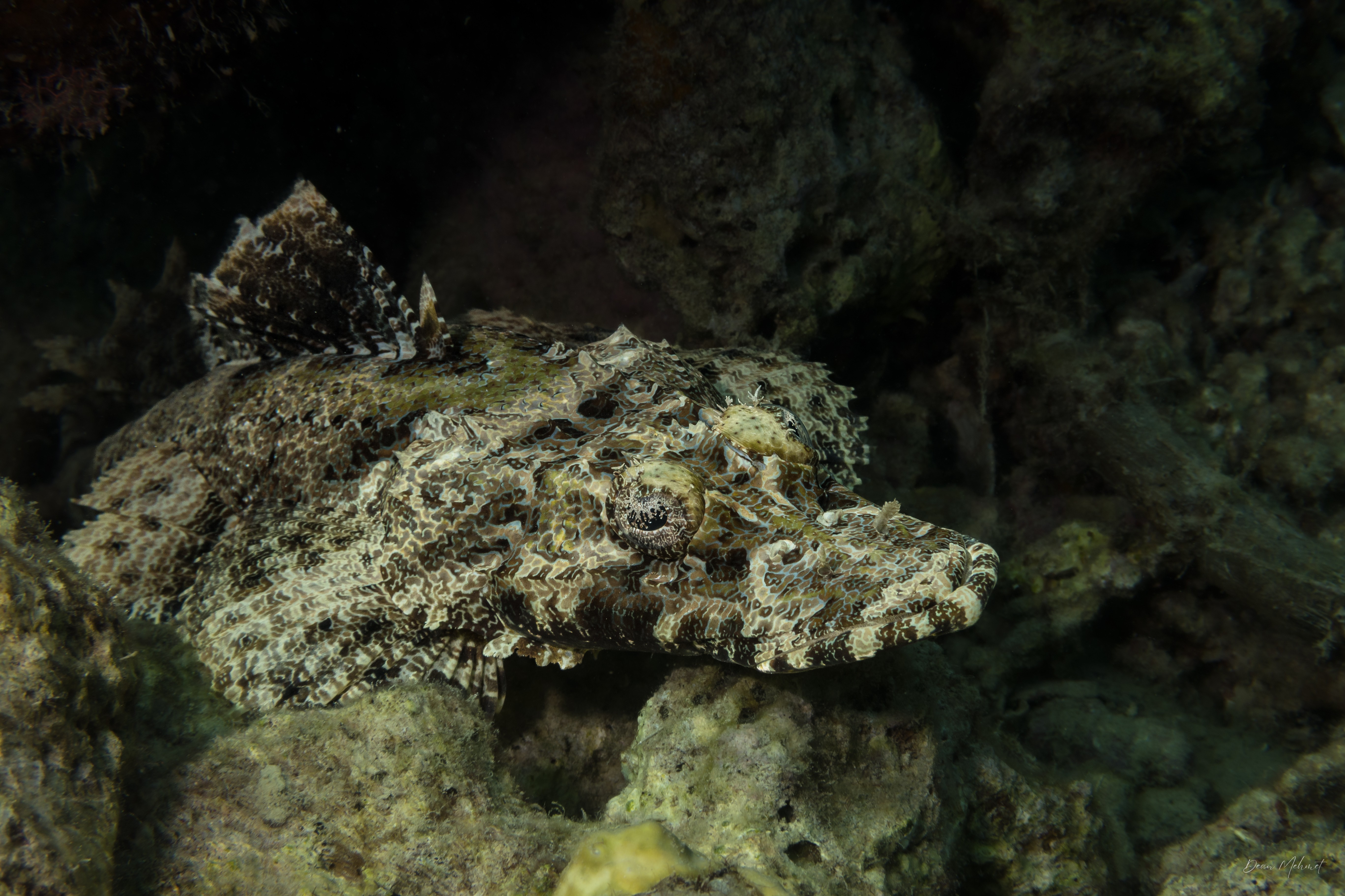Crocodile Flathead