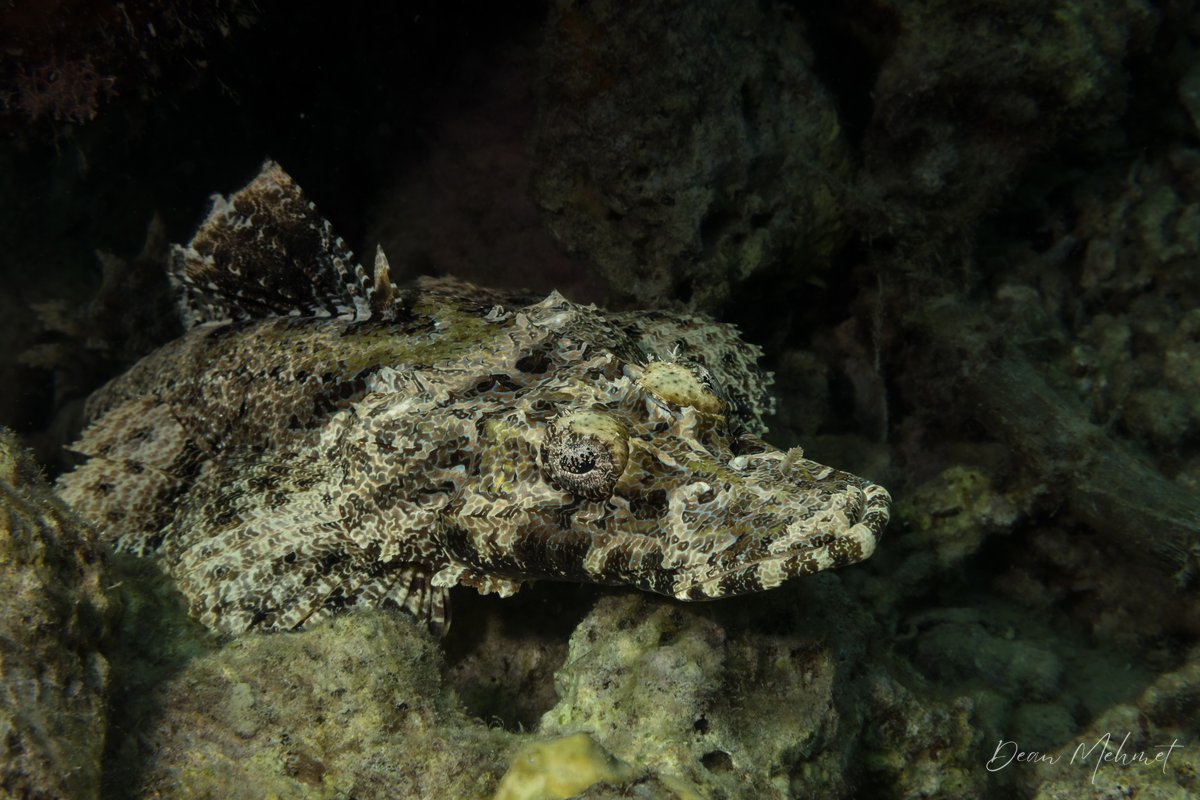 Crocodile Flathead
