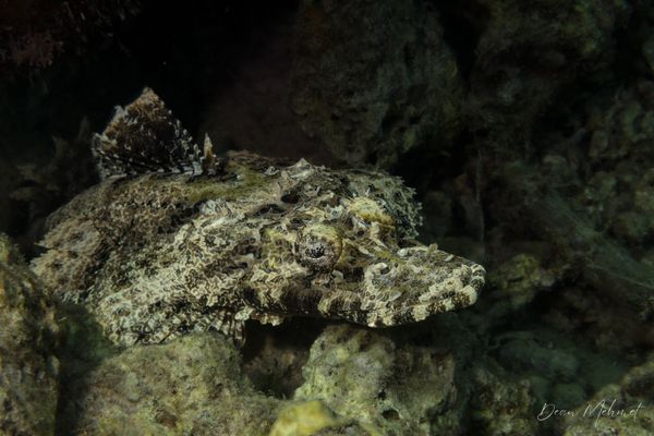 Crocodile Flathead