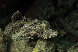 Crocodile Flathead
