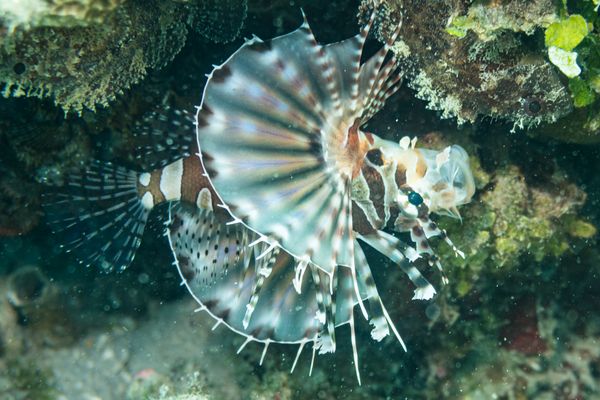 Zebra Lionfish - Gili Islands, Indonesia - 7 June 2023 - Dive 13 - Seahorse Bay