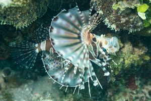 Zebra Lionfish