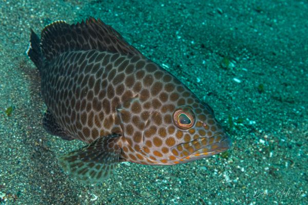 Yellowspotted Rockcod