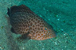 Grouper representative species