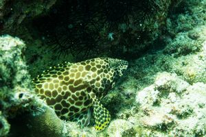 Birdwire Rockcod