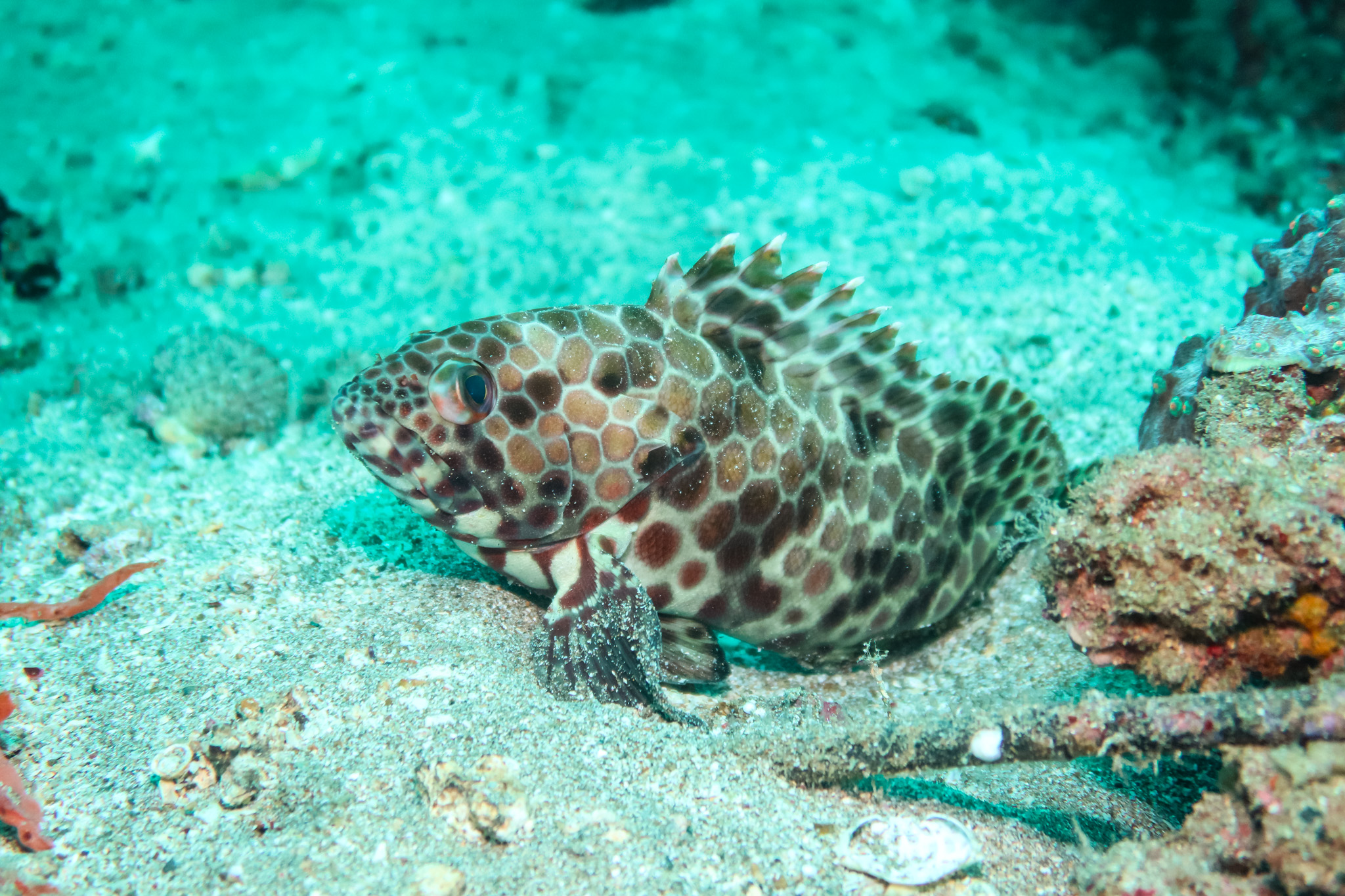 Longfin Rockcod