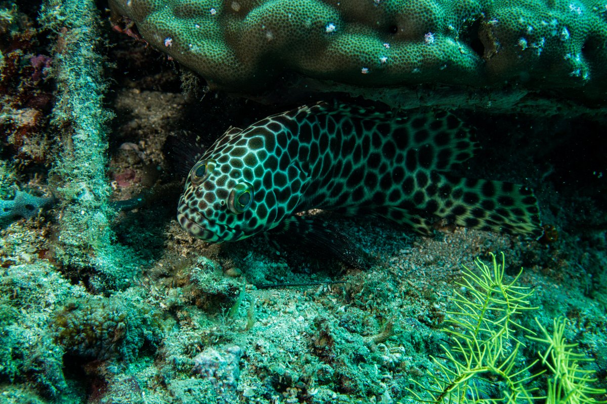 Longfin Rockcod