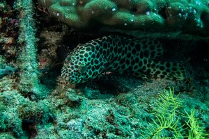 Longfin Rockcod