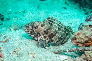 Longfin Rockcod