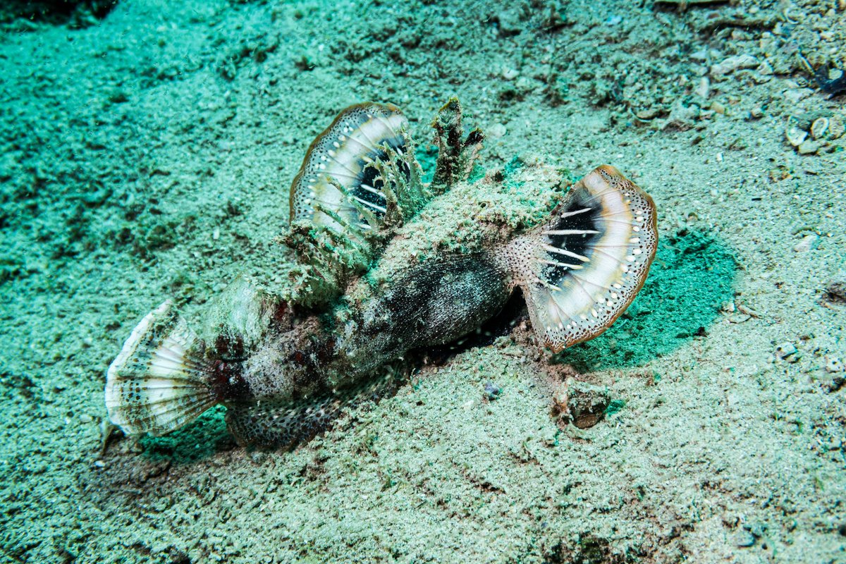 Longsnout Stingerfish hero image