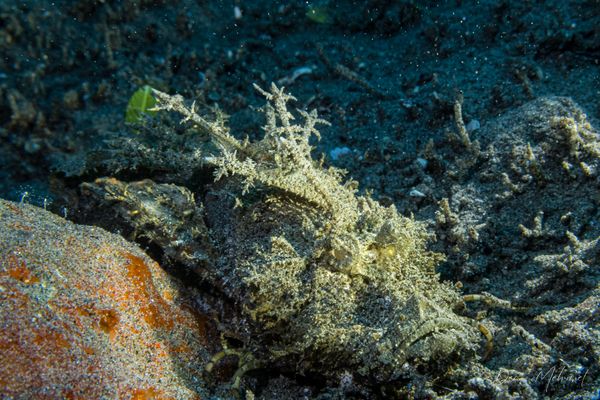Longsnout Stingerfish