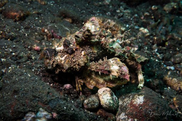 Longsnout Stingerfish