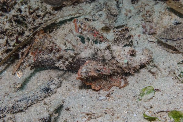 Longsnout Stingerfish - Puerto Galera - 10 June 2025 - Dive 3