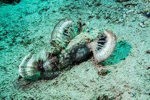 Longsnout Stingerfish