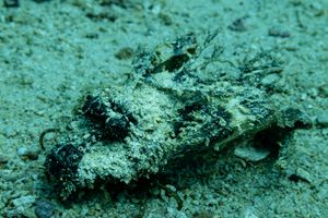 Longsnout Stingerfish
