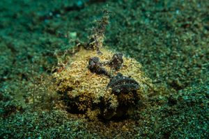 Longsnout Stingerfish