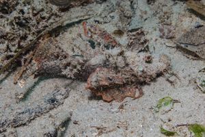 Longsnout Stingerfish