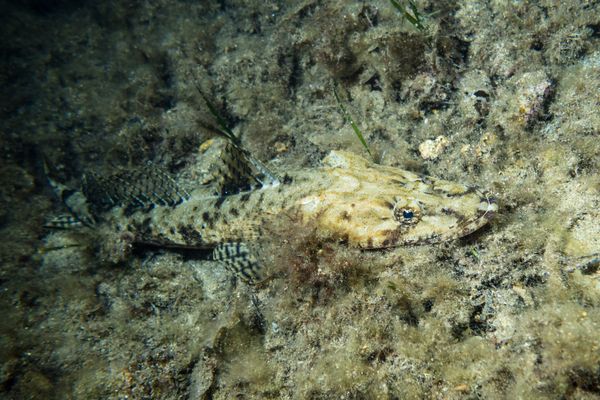 Longhead Flathead - Photo 1