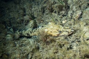 Longhead Flathead