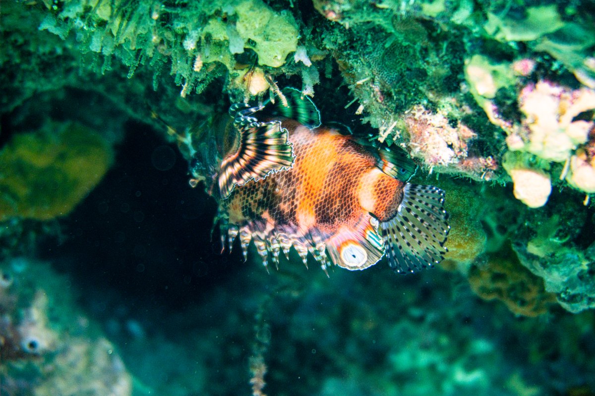 Twinspot Lionfish
