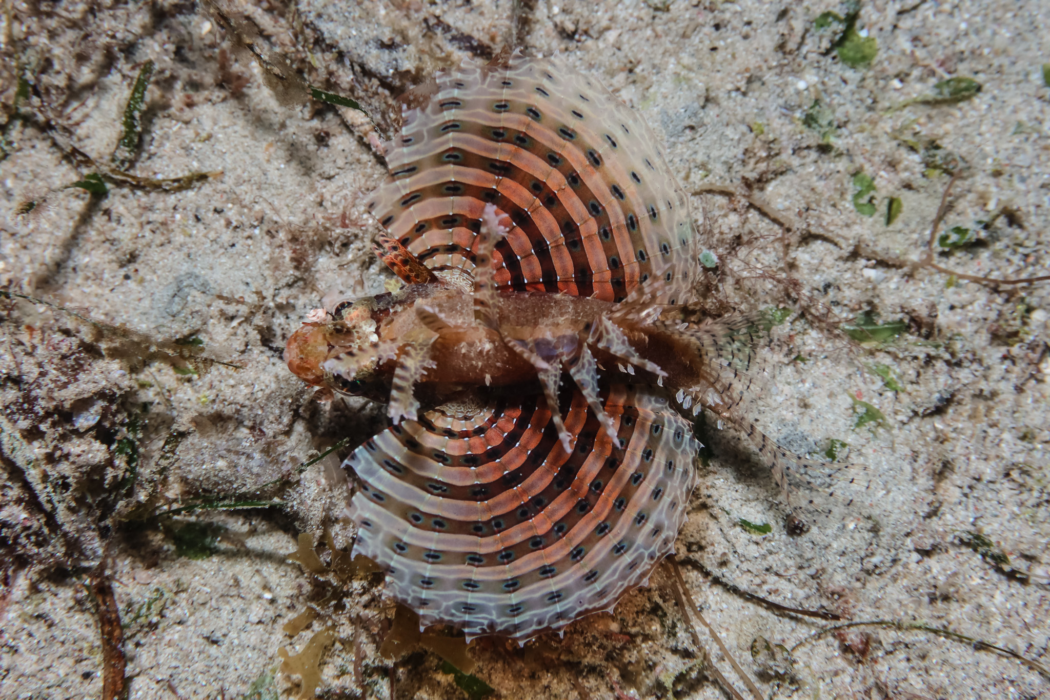 Dwarf Lionfish
