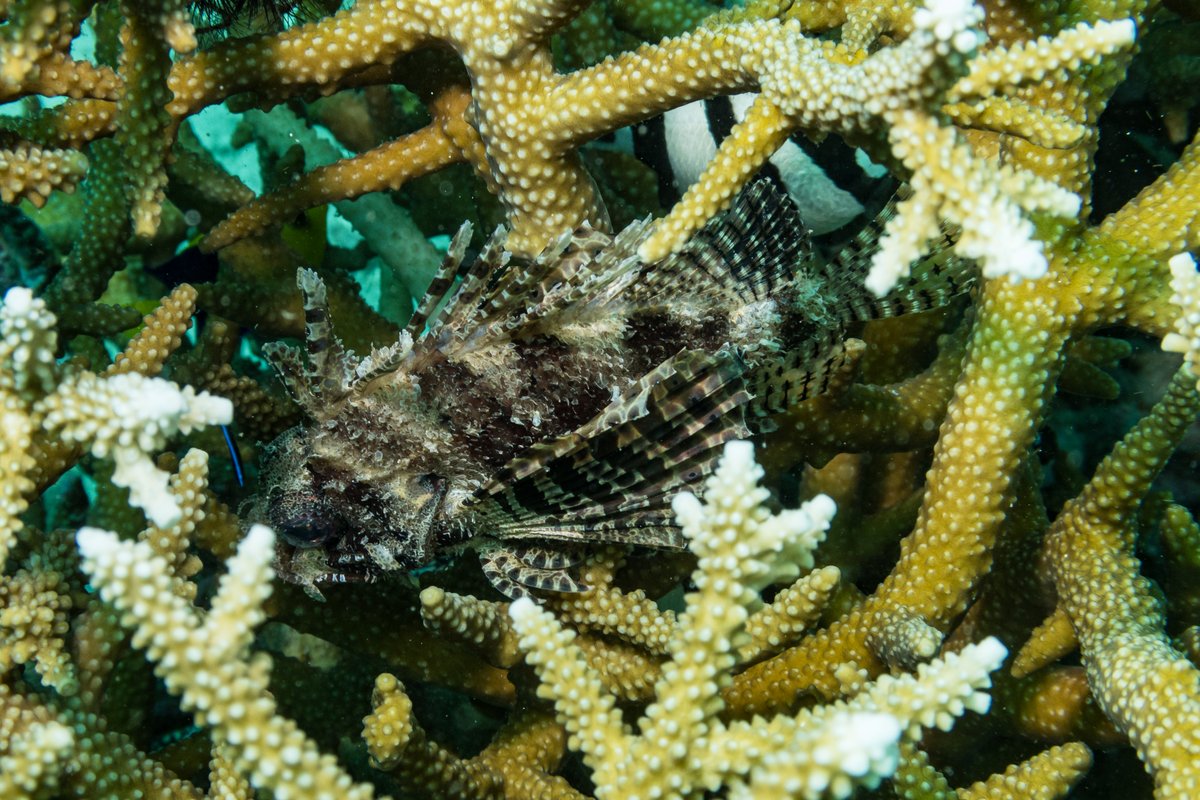 Dwarf Lionfish hero image