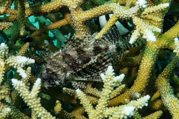 Dwarf Lionfish - Gili Islands, Indonesia - 7 June 2023 - Dive 13 - Seahorse Bay