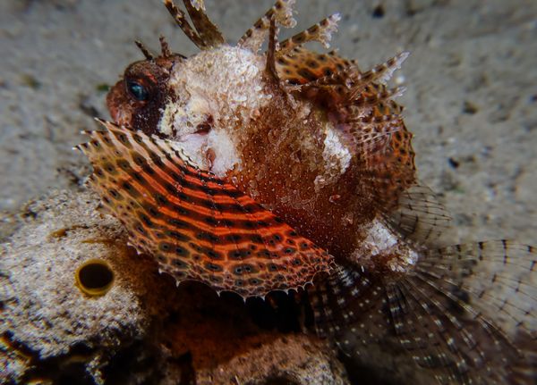 Dwarf Lionfish - Puerto Galera - 10 June 2025 - Dive 3