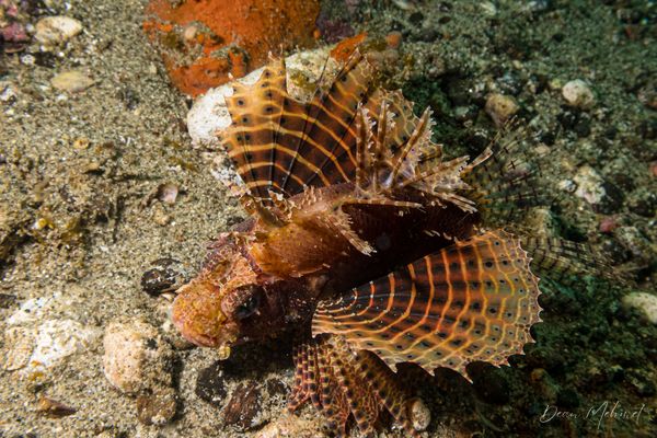 Dwarf Lionfish