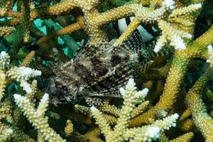 Dwarf Lionfish