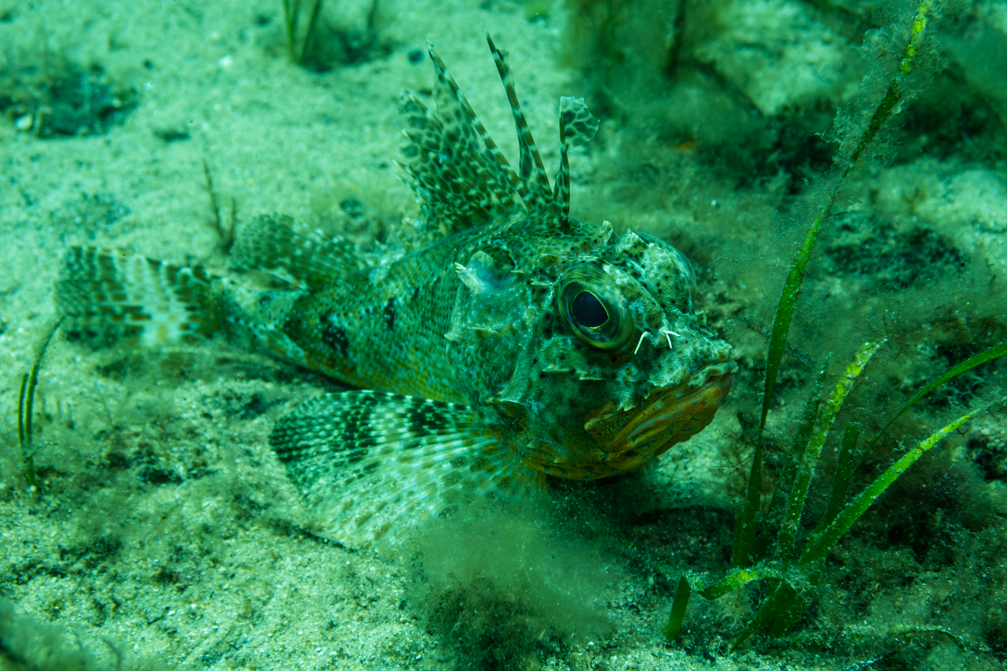 Bighead Gurnard Perch