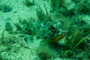 Bighead Gurnard Perch
