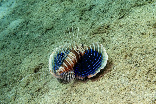 Gurnard Lionfish
