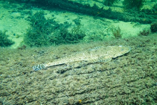 Southern Bluespotted Flathead