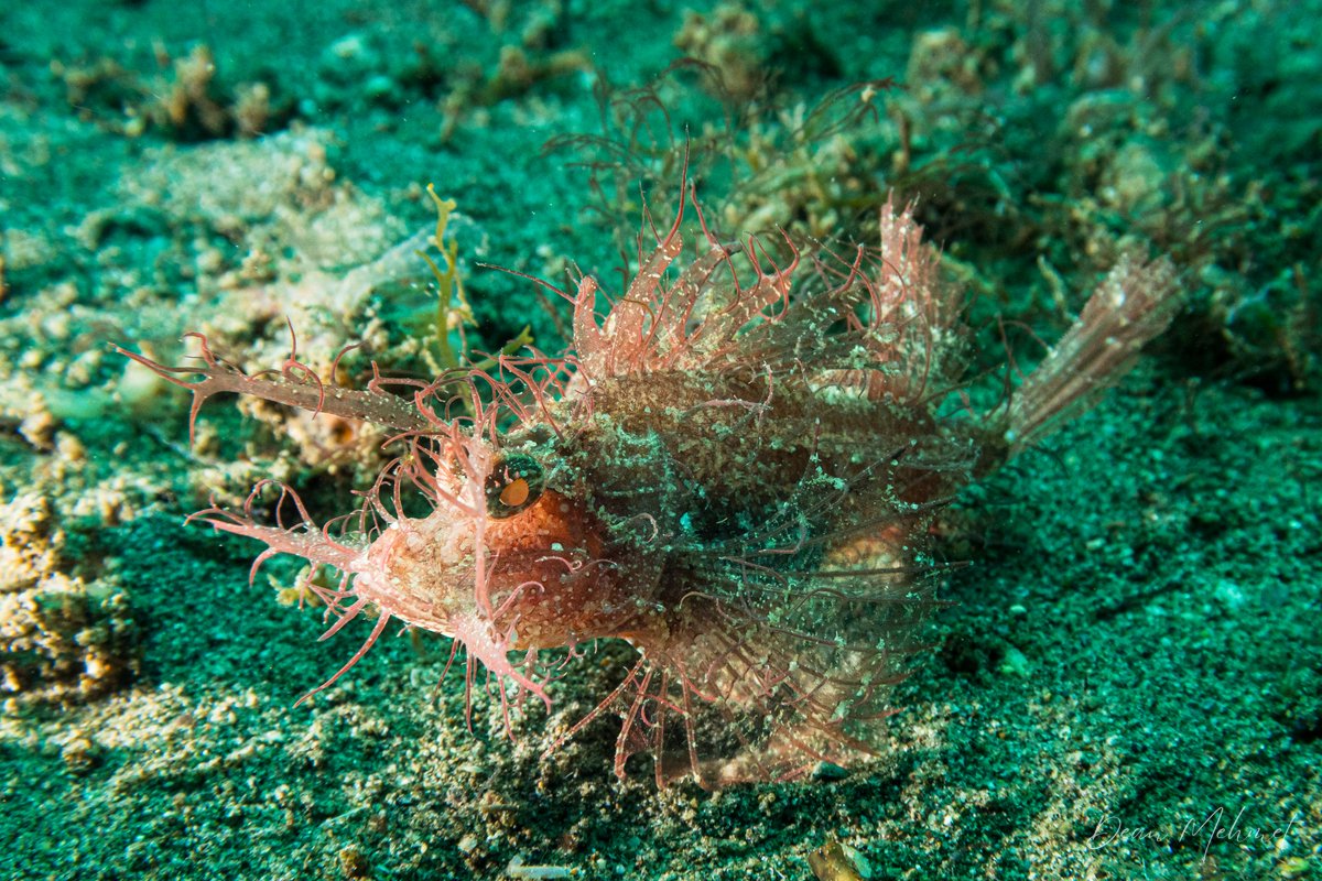 Godfreys Scorpionfish hero image