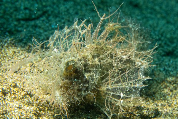 Godfrey's Scorpionfish