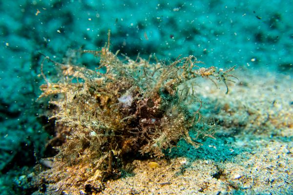 Godfrey's Scorpionfish
