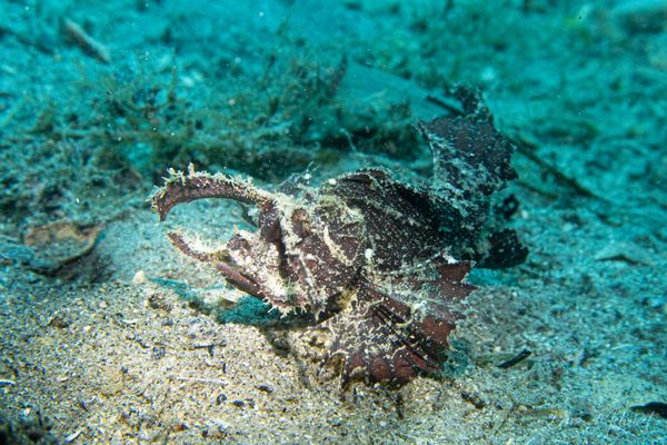 Godfrey's Scorpionfish