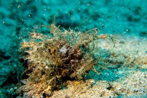 Godfrey's Scorpionfish