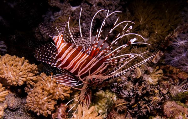 Spotfin Lionfish - Puerto Galera - 9 June 2025 - Dive 0