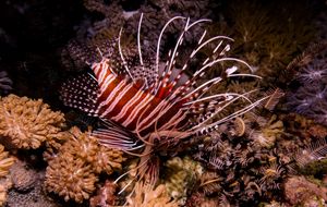 Spotfin Lionfish
