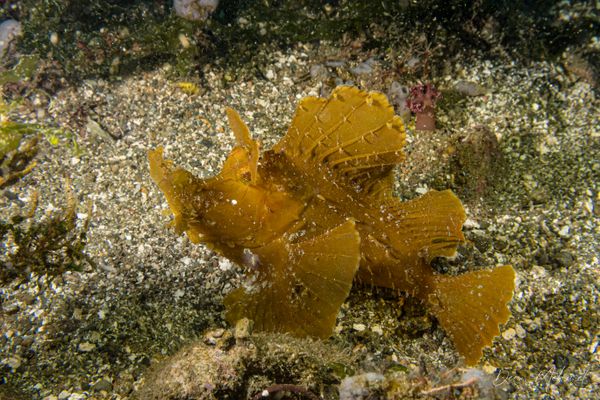 Paddle-flap Scorpionfish