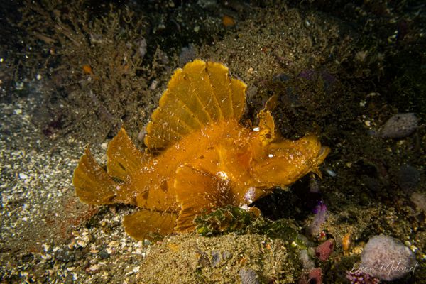 Paddle-flap Scorpionfish