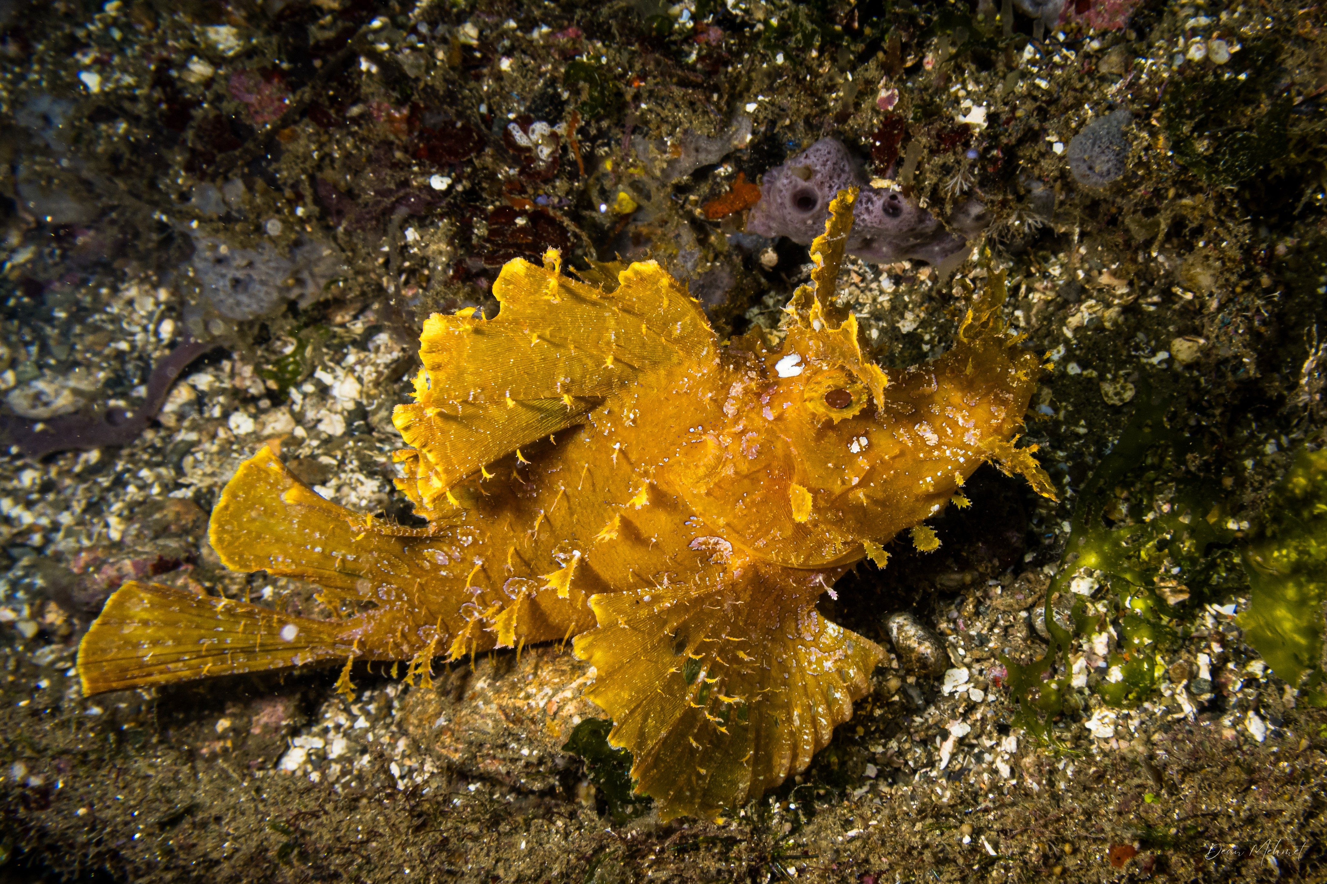 Weedy Scorpionfish