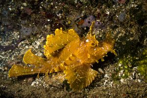 Weedy Scorpionfish