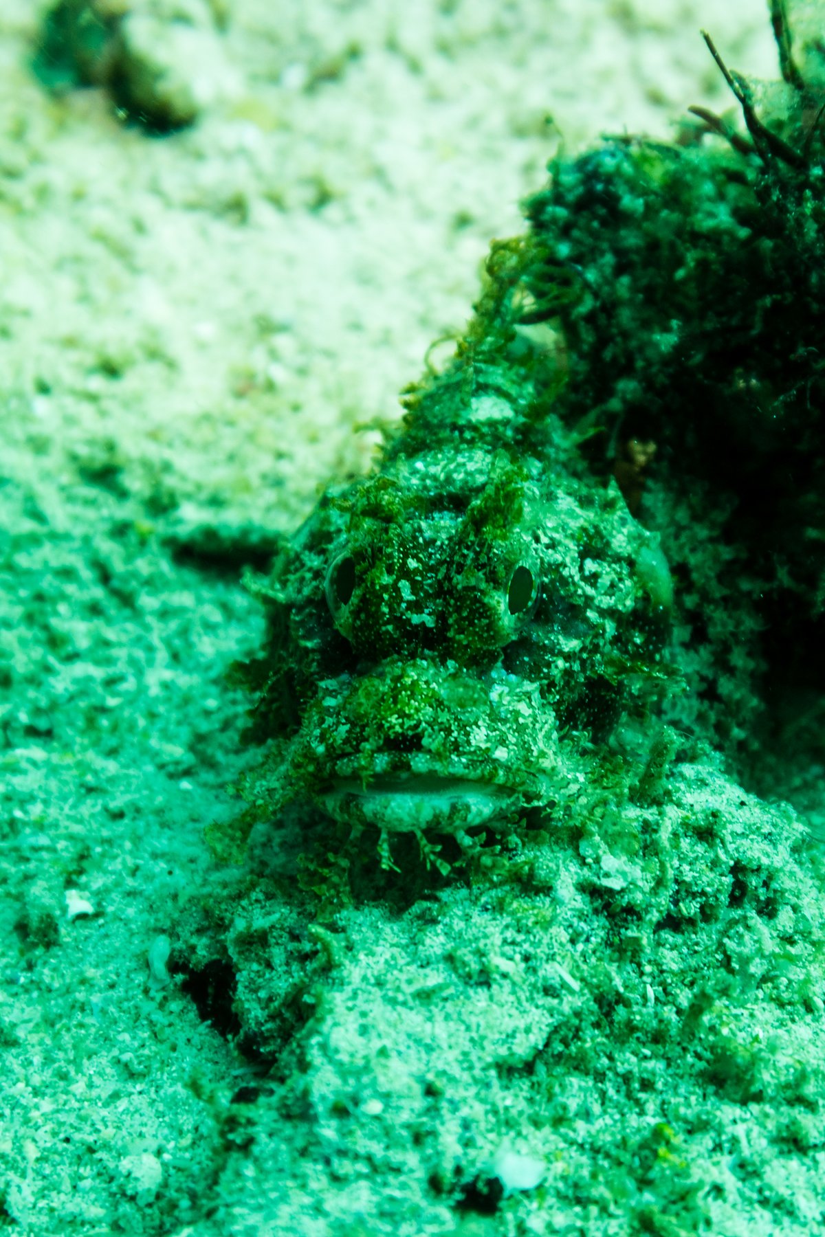 Stone Scorpionfish