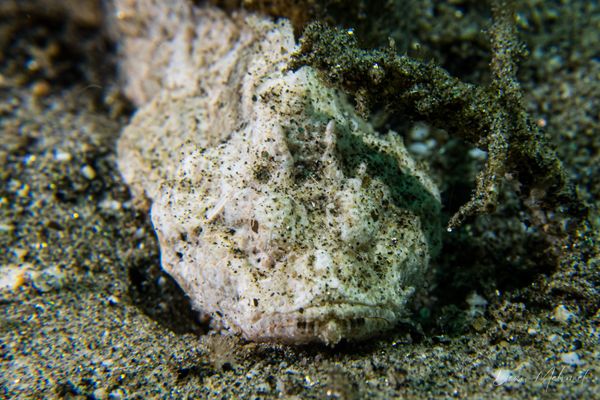 False Stonefish