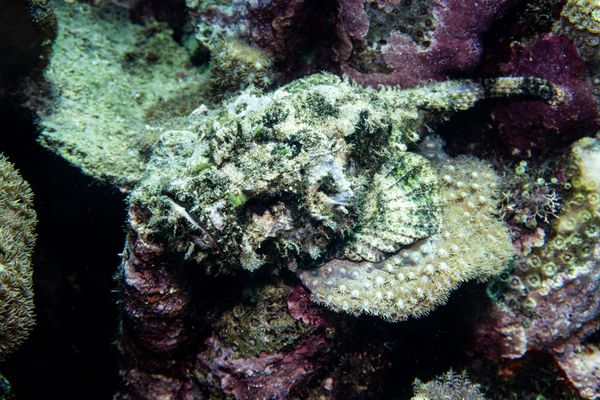 False Stonefish